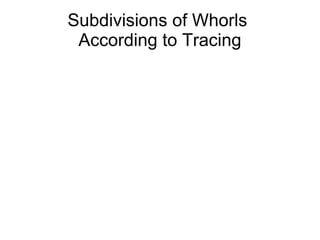 Subdivisions of Whorls
 According to Tracing
 