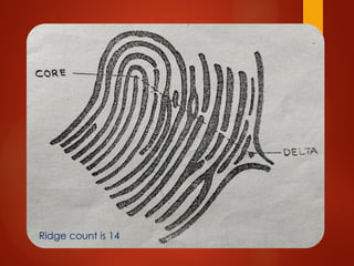 Defibne Ridge ridge counting amd ridge tracing is ridges crossing or touching an ...
