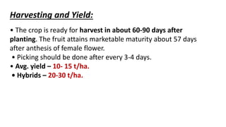 Harvesting and Yield:
• The crop is ready for harvest in about 60-90 days after
planting. The fruit attains marketable maturity about 57 days
after anthesis of female flower.
• Picking should be done after every 3-4 days.
• Avg. yield – 10- 15 t/ha.
• Hybrids – 20-30 t/ha.
 