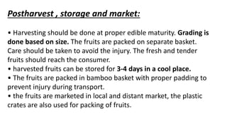 Postharvest , storage and market:
• Harvesting should be done at proper edible maturity. Grading is
done based on size. The fruits are packed on separate basket.
Care should be taken to avoid the injury. The fresh and tender
fruits should reach the consumer.
• harvested fruits can be stored for 3-4 days in a cool place.
• The fruits are packed in bamboo basket with proper padding to
prevent injury during transport.
• the fruits are marketed in local and distant market, the plastic
crates are also used for packing of fruits.
 