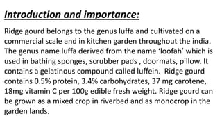 Introduction and importance:
Ridge gourd belongs to the genus luffa and cultivated on a
commercial scale and in kitchen garden throughout the india.
The genus name luffa derived from the name ‘loofah’ which is
used in bathing sponges, scrubber pads , doormats, pillow. It
contains a gelatinous compound called luffein. Ridge gourd
contains 0.5% protein, 3.4% carbohydrates, 37 mg carotene,
18mg vitamin C per 100g edible fresh weight. Ridge gourd can
be grown as a mixed crop in riverbed and as monocrop in the
garden lands.
 