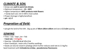 CLIMATE & SOIL
• Grows very well in warm hot climate.
• Optimum temperature – 25 – 30ºC
• Higher temperature >38ºC produces male flowers
. • Sandy loam soil, rich in OM is most suited.
• Proper drainage is highly beneficial.
• pH – 6.5-7
Prepration of field:
• plough the land to fine tilth . Dig up pits of 30cm x30cm x30cm and size at 2.5 x2m spacing.
SOWING
• Time – July – Sept ; Jan – Feb
• Seed rate – 3-5 kg/ha
• Spacing – 1.5 x 0.5 m or 1.5 x 1 m
• Sow 4 seeds/pit ; retain only 2 healthy seedlings.
• Seeds can also be raised in polybags which further reduces seed rate to 1.5 kg/ha
Seed treatment with trichoderma viridae, pseudomonas fluorescens
 