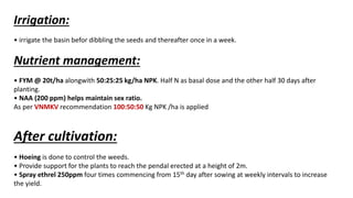 Irrigation:
• irrigate the basin befor dibbling the seeds and thereafter once in a week.
Nutrient management:
• FYM @ 20t/ha alongwith 50:25:25 kg/ha NPK. Half N as basal dose and the other half 30 days after
planting.
• NAA (200 ppm) helps maintain sex ratio.
As per VNMKV recommendation 100:50:50 Kg NPK /ha is applied
After cultivation:
• Hoeing is done to control the weeds.
• Provide support for the plants to reach the pendal erected at a height of 2m.
• Spray ethrel 250ppm four times commencing from 15th day after sowing at weekly intervals to increase
the yield.
 