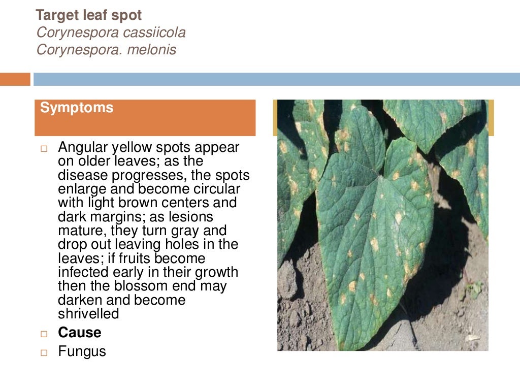 Ridge gourd diseases A lecture on ToT training of FFS By Mr Alla…