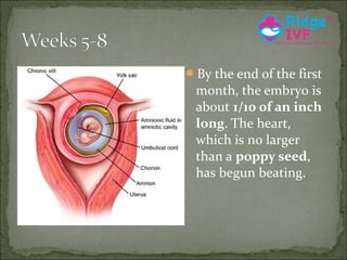 By the end of the first

month, the embryo is
about 1/10 of an inch
long. The heart,
which is no larger
than a poppy seed,
has begun beating.

 