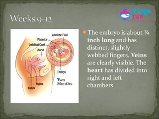 The embryo is about ¼

inch long and has
distinct, slightly
webbed fingers. Veins
are clearly visible. The
heart has divided into
right and left
chambers.

 