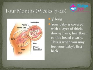 3” long
Your baby is covered

with a layer of thick,
downy hairs, heartbeat
can be heard clearly.
This is when you may
feel your baby's first
kick.

 