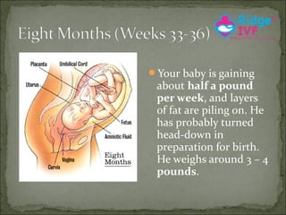 Your baby is gaining

about half a pound
per week, and layers
of fat are piling on. He
has probably turned
head-down in
preparation for birth.
He weighs around 3 – 4
pounds.

 