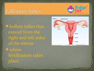 hollow tubes that

extend from the
right and left sides
of the uterus
where
fertilization takes
place

 