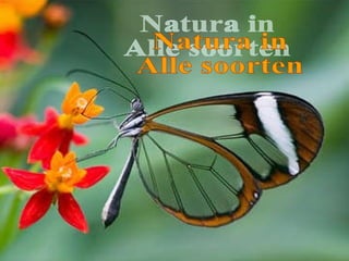 Natura in Alle soorten 