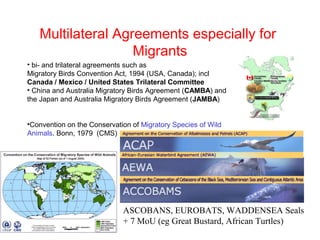 Multilateral Agreements especially for
Migrants
• bi- and trilateral agreements such as
Migratory Birds Convention Act, 1994 (USA, Canada); incl
Canada / Mexico / United States Trilateral Committee
• China and Australia Migratory Birds Agreement (CAMBA) and
the Japan and Australia Migratory Birds Agreement (JAMBA)
•Convention on the Conservation of Migratory Species of Wild
Animals. Bonn, 1979 (CMS)
ASCOBANS, EUROBATS, WADDENSEA Seals
+ 7 MoU (eg Great Bustard, African Turtles)
 