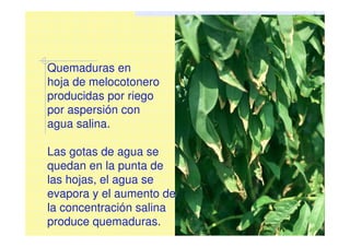 Quemaduras en
hoja de melocotonero
producidas por riego
por aspersión con
agua salina.
Las gotas de agua se
quedan en la punta de
las hojas, el agua se
evapora y el aumento de
la concentración salina
produce quemaduras.
 