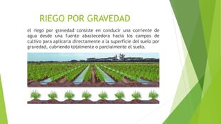 RIEGO POR GRAVEDAD
el riego por gravedad consiste en conducir una corriente de
agua desde una fuente abastecedora hacia los campos de
cultivo para aplicarla directamente a la superficie del suelo por
gravedad, cubriendo totalmente o parcialmente el suelo.
 