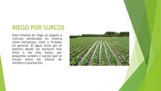 RIEGO POR SURCOS
Este sistema de riego se adapta a
cultivos sembrados en hielera
como hortalizas, maíz y frutales
en general. El agua corre por el
potrero desde los sectores más
altos a los más bajos, por
pequeños canales o surcos que se
trazan entre las hileras de
siembra o plantación.
 