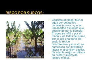 Consiste en hacer fluir el 
agua por pequeños 
canales (surcos) que la 
transportan a medida que 
desciende por la parcela. 
El agua se infiltra por el 
fondo y los lados del surco, 
por lo que una parte del 
suelo la recibe 
directamente y el resto se 
humedece por infiltración 
lateral o ascensión capilar. 
Se adapta mejor a cultivos 
en hilera y suelos de 
textura media. 
 