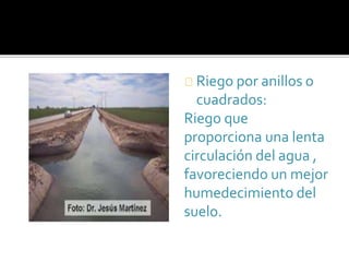 Riego por anillos o 
cuadrados: 
Riego que 
proporciona una lenta 
circulación del agua , 
favoreciendo un mejor 
humedecimiento del 
suelo. 
 