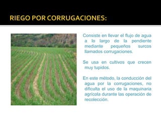 Consiste en llevar el flujo de agua 
a lo largo de la pendiente 
mediante pequeños surcos 
llamados corrugaciones. 
Se usa en cultivos que crecen 
muy tupidos. 
En este método, la conducción del 
agua por la corrugaciones, no 
dificulta el uso de la maquinaria 
agrícola durante las operación de 
recolección. 
 