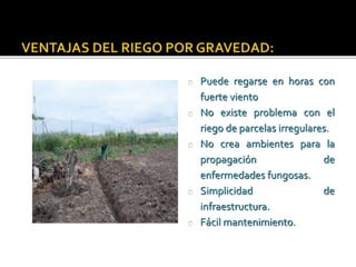 Puede regarse en horas con 
fuerte viento 
No existe problema con el 
riego de parcelas irregulares. 
No crea ambientes para la 
propagación de 
enfermedades fungosas. 
Simplicidad de 
infraestructura. 
Fácil mantenimiento. 
 