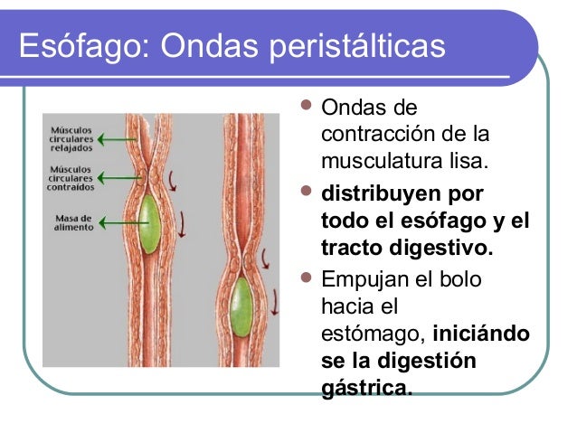 Las Ondas Peristalticas Son Generadas Por