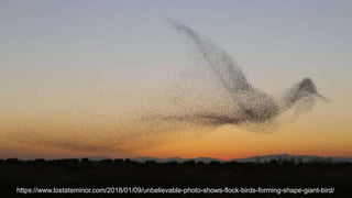 https://www.lostateminor.com/2018/01/09/unbelievable-photo-shows-flock-birds-forming-shape-giant-bird/
 