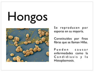 Hongos
         Se reproducen por
         esporas en su mayoría.

         Constituidos por ﬁnas
         ﬁbras que se llaman Hifas.

         Pueden          causar
         enfermedades como la
         Candidiasis y la
         Histoplasmosis.
 