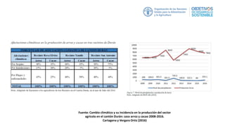 Fuente: Cambio climático y su incidencia en la producción del sector
agrícola en el cantón Durán: caso arroz y cacao 2008-2016.
Cartagena y Vergara Ortiz (2016)
 