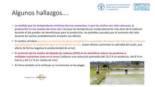 Algunos hallazgos….
• La medida que las temperaturas mínimas diurnas aumentan, o que las noches son más calurosas, la
producción en los campos de arroz cae ( Aunque las temperaturas moderadamente más altas de lo habitual
durante el día pueden ser beneficiosas para la producción, las pérdidas causadas por el aumento del calor
durante las noches probablemente anularán ese efecto).
• El cambio climático provoca un incremento de las temperaturas y períodos de sequía más frecuentes y severos
que perjudican la calidad del agua y el caudal de los ríos. (estos efectos aumentan la salinidad del suelo, que
afecta de forma negativa la productividad de arroz).
• El aumento de los niveles de dióxido de carbono (CO2) en la atmósfera reduce las proteínas y
múltiples nutrientes clave en el arroz ( hallaron una reducción promedio del 10,3 % en proteínas, del 8 % en
hierro y del 5,1 % en niveles de zinc)
• Al clima también se le atribuye un incremento en las plagas
 