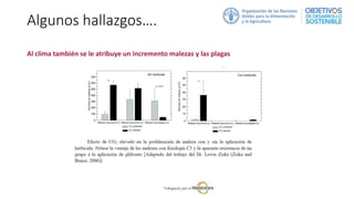 Algunos hallazgos….
Al clima también se le atribuye un incremento malezas y las plagas
 