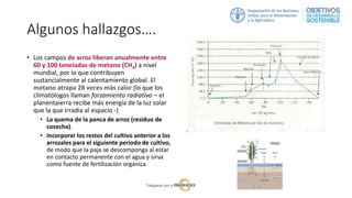 Algunos hallazgos….
• Los campos de arroz liberan anualmente entre
60 y 100 toneladas de metano (CH4) a nivel
mundial, por lo que contribuyen
sustancialmente al calentamiento global. El
metano atrapa 28 veces más calor (lo que los
climatólogos llaman forzamiento radiativo – el
planentaierra recibe más energía de la luz solar
que la que irradia al espacio -)
• La quema de la panca de arroz (residuo de
cosecha).
• Incorporar los restos del cultivo anterior a los
arrozales para el siguiente periodo de cultivo,
de modo que la paja se descomponga al estar
en contacto permanente con el agua y sirva
como fuente de fertilización orgánica
 