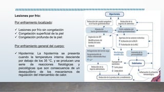 Lesiones por frío:
Por enfriamiento localizado:
 Lesiones por frío sin congelación
 Congelación superficial de la piel
 Congelación profunda de la piel:
Por enfriamiento general del cuerpo:
 Hipotermia: La hipotermia se presenta
cuando la temperatura interna desciende
por debajo de los 35 °C, y se producen una
serie de reacciones fisiológicas y
psicológicas que son consecuencia de un
desequilibrio de los mecanismos de
regulación del intercambio de calor.
 