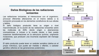 Daños Biológicos de las radiaciones
ionizantes
Las radiaciones ionizantes, al interaccionar con el organismo,
provocan diferentes alteraciones en el mismo debido a la
ionización provocada en los elementos constitutivos de sus células
y tejidos.
El daño biológico producido tiene su origen a nivel
macromolecular, en la acción de las radiaciones ionizantes sobre
las moléculas de ADN, dando origen a aberraciones
cromosómicas, e incluso a la muerte celular, o bien puede
ocasionar transformaciones en la estructura química, originando
mutaciones, que producen una incorrecta expresión del mensaje
genético.
El daño producido puede tener un carácter somático (daños en el
propio individuo), que puede ser mediato o diferido, o carácter
genético (efectos en las generaciones posteriores).
 