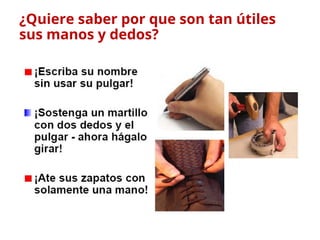 ¿Quiere saber por que son tan útiles
sus manos y dedos?
 