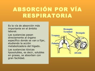 ABSORCIÓN POR VÍA
      RESPIRATORIA
Es la vía de absorción más
importante en el ámbito
laboral.
Las sustancias pasan
directamente al órgano
específico donde se van a fijar,
eludiendo la acción
metabolizadora del hígado.
Las sustancias tóxicas
liposolubles, es decir, solubles
en grasas, se absorben con
gran facilidad.
 