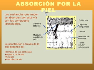 ABSORCIÓN POR LA
                PIEL                      Pelo
Las sustancias que mejor
se absorben por esta vía
son los compuesto                                Epidermis

liposolubles.        Glándula
                                                 Capilares
                            sebácea
                                                 sanguíneos

                                                 Dermis
                            Músculo
                            erector del          Terminación
                            pelo                 nerviosa

                                                 Tejido
La penetración a través de la                    celular
piel depende de:                                 subcutáneo

•tamaño de las partículas
•espesor de la piel
•Arrugas
•Vascularización
 