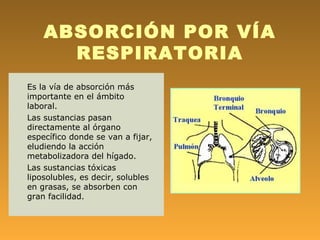 ABSORCIÓN POR VÍA
      RESPIRATORIA
Es la vía de absorción más
importante en el ámbito
laboral.
Las sustancias pasan
directamente al órgano
específico donde se van a fijar,
eludiendo la acción
metabolizadora del hígado.
Las sustancias tóxicas
liposolubles, es decir, solubles
en grasas, se absorben con
gran facilidad.
 