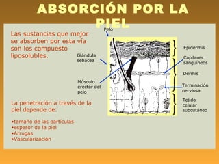 ABSORCIÓN POR LA
                PIEL                      Pelo
Las sustancias que mejor
se absorben por esta vía
son los compuesto                                Epidermis

liposolubles.        Glándula
                                                 Capilares
                            sebácea
                                                 sanguíneos

                                                 Dermis
                            Músculo
                            erector del          Terminación
                            pelo                 nerviosa

                                                 Tejido
La penetración a través de la                    celular
piel depende de:                                 subcutáneo

•tamaño de las partículas
•espesor de la piel
•Arrugas
•Vascularización
 