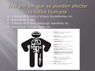  A través de la nariz y la boca, los pulmones, etc. 
 A través de la piel. 
 A través de la boca, estómago, intestinos, etc 
 A través de heridas, llagas, etc. 
 