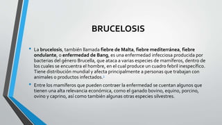 BRUCELOSIS 
• La brucelosis, también llamada fiebre de Malta, fiebre mediterránea, fiebre 
ondulante, o enfermedad de Bang, es una enfermedad infecciosa producida por 
bacterias del género Brucella, que ataca a varias especies de mamíferos, dentro de 
los cuales se encuentra el hombre, en el cual produce un cuadro febril inespecífico. 
Tiene distribución mundial y afecta principalmente a personas que trabajan con 
animales o productos infectados.1 
• Entre los mamíferos que pueden contraer la enfermedad se cuentan algunos que 
tienen una alta relevancia económica, como el ganado bovino, equino, porcino, 
ovino y caprino, así como también algunas otras especies silvestres. 
 