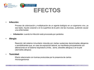 EFECTOS
• Infección:
Proceso de colonización y multiplicación de un agente biológico en un organismo vivo, ya
sea tejido, líquido corporal o en la superficie de la piel o de las mucosas, pudiendo causar
una enfermedad.
– Infestación: cuando la infección está provocada por parásitos
• Alergia:
Reacción del sistema inmunitario inducida por ciertas sustancias denominadas alérgenos
o sensibilizantes que, en caso de exposición laboral, se manifiesta principalmente con
alteraciones en el sistema respiratorio (rinitis, asma, alveolitis alérgica) o en la piel
(dermatitis alérgica)
• Toxicidad:
Efecto relacionado con toxinas producidas por la presencia de ciertos
microorganismos
 