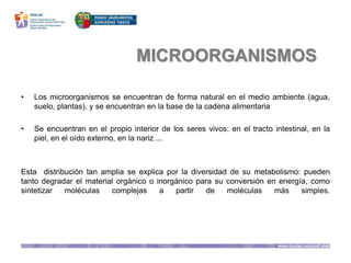 MICROORGANISMOS
• Los microorganismos se encuentran de forma natural en el medio ambiente (agua,
suelo, plantas), y se encuentran en la base de la cadena alimentaria
• Se encuentran en el propio interior de los seres vivos: en el tracto intestinal, en la
piel, en el oído externo, en la nariz ...
Esta distribución tan amplia se explica por la diversidad de su metabolismo: pueden
tanto degradar el material orgánico o inorgánico para su conversión en energía, como
sintetizar moléculas complejas a partir de moléculas más simples.
 