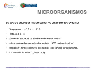 MICROORGANISMOS
Es posible encontrar microorganismos en ambientes extremos
• Temperatura - 10 ° C a + 110 ° C
• pH de 0,5 a 11,5
• Ambientes saturados de sal tales como el Mar Muerto
• Alta presión de las profundidades marinas (10500 m de profundidad)
• Radiación 1.000 veces mayor que la dosis letal para los seres humanos.
• En ausencia de oxígeno (anaerobios)
 