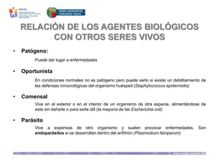 RELACIÓN DE LOS AGENTES BIOLÓGICOS
CON OTROS SERES VIVOS
• Patógeno:
Puede dar lugar a enfermedades
• Oportunista
En condiciones normales no es patógeno pero puede serlo si existe un debilitamiento de
las defensas inmunológicas del organismo huésped (Staphylococcus epidermidis)
• Comensal
Vive en el exterior o en el interior de un organismo de otra especie, alimentándose de
este sin dañarle o para serle útil (la mayoría de las Escherichia coli)
• Parásito
Vive a expensas de otro organismo y suelen provocar enfermedades. Son
endoparásitos si se desarrollan dentro del anfitrión (Plasmodium falciparum)
 