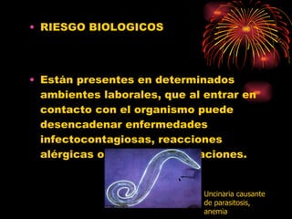 RIESGO BIOLOGICOS Están presentes en determinados ambientes laborales, que al entrar en contacto con el organismo puede desencadenar enfermedades infectocontagiosas, reacciones alérgicas o también intoxicaciones. Uncinaria causante de parasitosis, anemia 