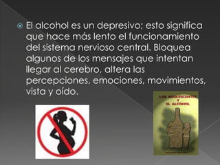El alcohol es un depresivo; esto significa que hace más lento el funcionamiento del sistema nervioso central. Bloquea algunos de los mensajes que intentan llegar al cerebro, altera las percepciones, emociones, movimientos, vista y oído. 