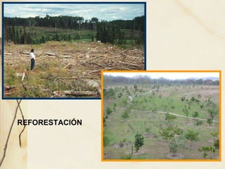 REFORESTACIÓN 