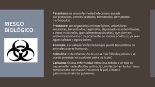 RIESGO 
BIOLÓGICO 
Parasitosis: es una enfermedad infecciosa causada 
por protozoos, vermes(cestodos, trematodos, nematodos) 
o artrópodos. 
Protozoos: son organismos microscópicos, unicelulares 
eucariotas; heterótrofos, fagótrofos, depredadores o detritívoros, 
a veces mixótrofos, (parcialmente autótrofos); que viven en 
ambientes húmedos o directamente en medios acuáticos, ya sean 
aguas saladas o aguas dulces. 
Zoonosis: es cualquier enfermedad que puede transmitirse de 
animales a seres humanos. 
Foliculitis: Es la inflamación de uno o más folículos pilosos y se 
puede presentar en cualquier parte de la piel. 
Carbunco: Es una enfermedad infecciosa debido a un tipo de 
bacterias llamadas Bacillus anthracis. La infección en los humanos 
compromete con mayor frecuencia la piel, el tracto 
gastrointestinal o los pulmones. 
 