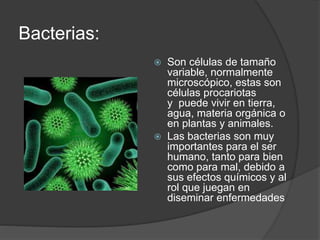 Bacterias: 
 Son células de tamaño 
variable, normalmente 
microscópico, estas son 
células procariotas 
y puede vivir en tierra, 
agua, materia orgánica o 
en plantas y animales. 
 Las bacterias son muy 
importantes para el ser 
humano, tanto para bien 
como para mal, debido a 
sus efectos químicos y al 
rol que juegan en 
diseminar enfermedades 
 