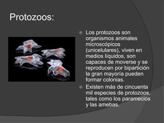 Protozoos: 
 Los protozoos son 
organismos animales 
microscópicos 
(unicelulares), viven en 
medios líquidos, son 
capaces de moverse y se 
reproducen por bipartición 
la gran mayoría pueden 
formar colonias. 
 Existen más de cincuenta 
mil especies de protozoos, 
tales como los paramecios 
y las amebas. 
 