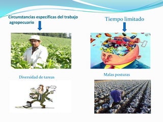 Circunstancias específicas del trabajo
agropecuario
Tiempo limitado
Diversidad de tareas
Malas posturas
 