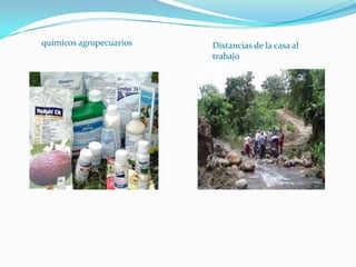 químicos agropecuarios Distancias de la casa al
trabajo
 